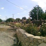 fruit_biserica5