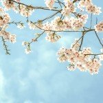 spring-blooms-1920×1080